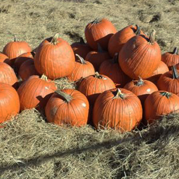 placeholder image-sq